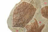 Plate of Seventeen Leaf Fossils - Glendive, Montana #188814-10